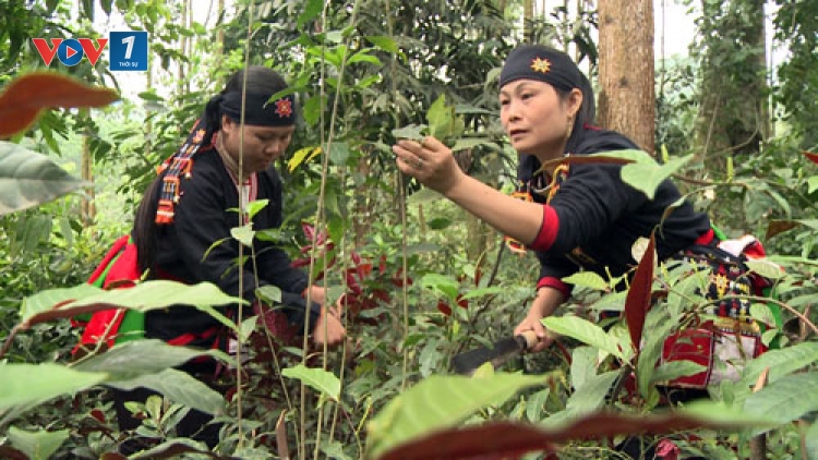 Hiệu quả từ việc quản lý nguồn dược liệu tự nhiên (19/11/2018)
