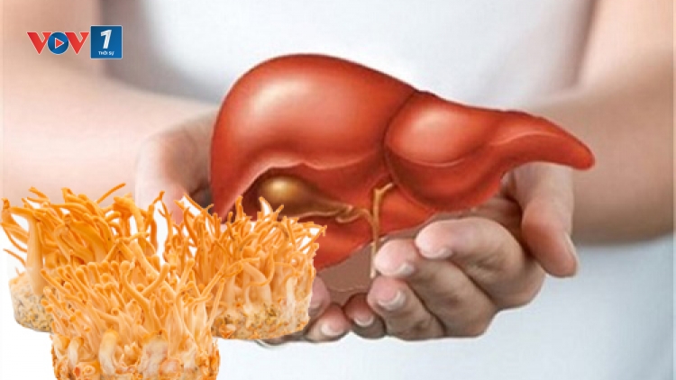 Công dụng của Đông trùng Hạ thảo đối với bệnh gan (29/12/2018)