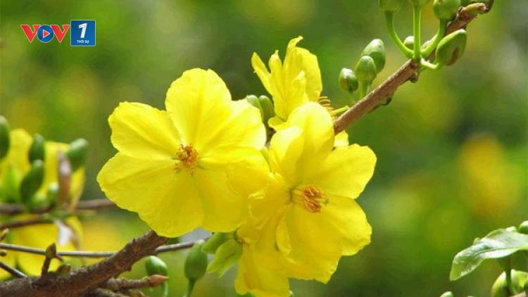 Trải lụa cầu 3 nhịp ..... (14/02/2018)