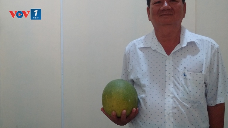 Liên minh để làm lớn tại hợp tác xã bưởi da xanh Giồng Trôm, tỉnh Bến Tre (20/2/2018)