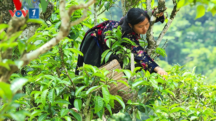 Cây chè, hướng xóa đói giảm nghèo cho đồng bào vùng cao Xà Dề Phìn, huyện Sìn Hồ, tỉnh Lai Châu (27/3/2018)