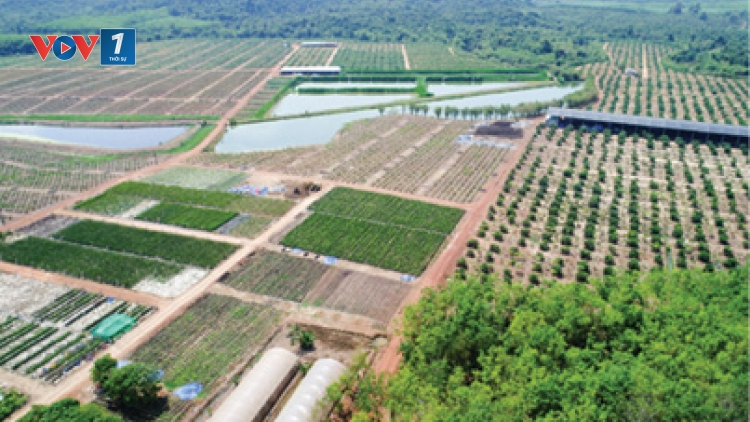 Gặp gỡ thầy giáo Vũ Khắc Quang với quyết định táo bạo: Nghỉ việc giảng dạy để về quê gom ruộng làm giàu (06/03/2018)
