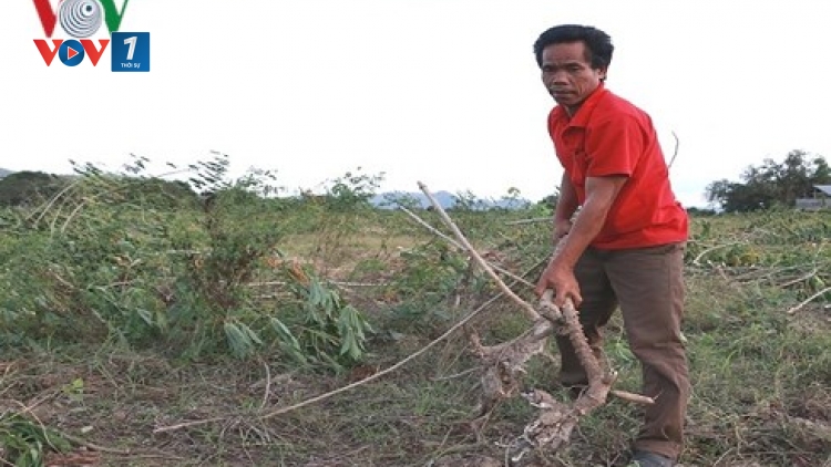 Gia Lai: Hệ lụy của tình trạng cho thuê đất sản xuất trong vùng đồng bào dân tộc thiểu số (5/3/2018)