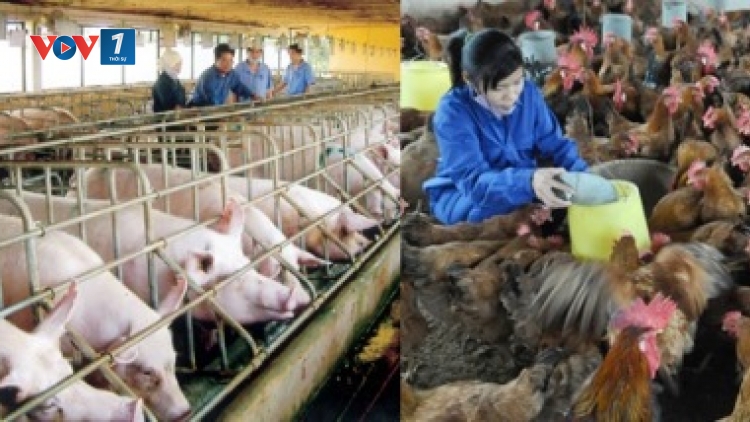 Dự án Luật Chăn nuôi: Đảm bảo cho ngành chăn nuôi phát triển bền vững (17/4/2018)