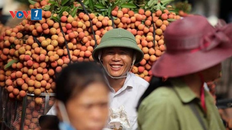 Vải thiều và bài toán tiêu thụ nông sản (8/6/2018)