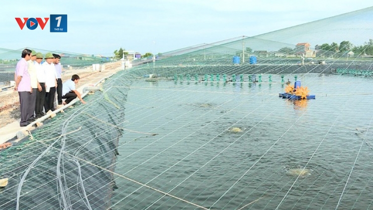 Huyện Kim Sơn, tỉnh Ninh Bình giải quyết tình trạng thủy sản nuôi ven biển bị chết bằng cách nào? (16/7/2018)