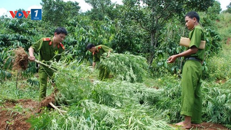Đắk Lắk cảnh giác với chiêu thuê đất để trồng cần sa (31/8/2018)