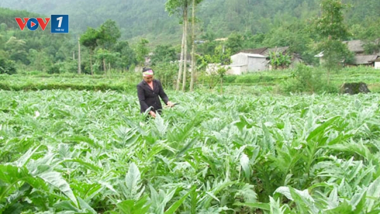 Phát triển ngành dược liệu bền vững (15/9/2018)
