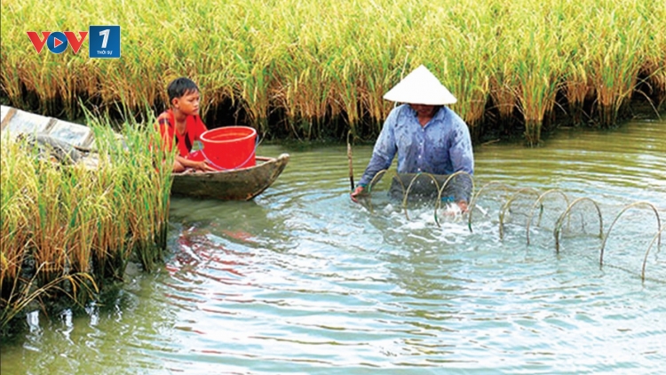 Gỡ khó cho mô hình tôm lúa ở đồng bằng sông Cửu Long (21/9/2018)