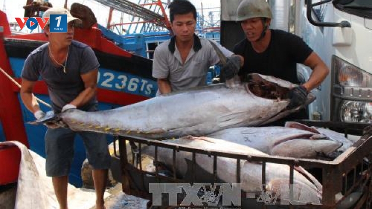 Khắc phục thẻ vàng thủy sản của EC – Gỡ khó trong khâu quản lý (28/9/2018)