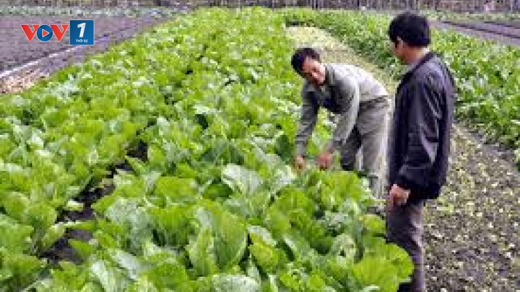 Gỡ khó cho bà con nông dân trong vụ đông 2018 (24/9/2018)