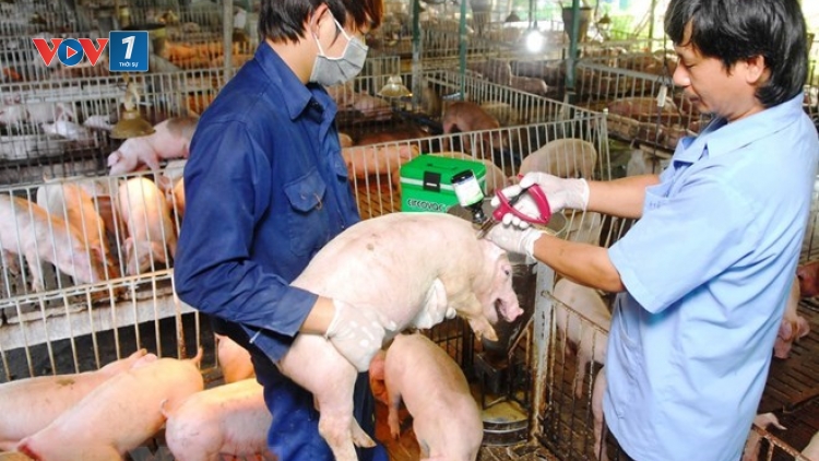 Khẩn trương đối phó với dịch lở mồm long móng trên lợn (23/1/2019)
