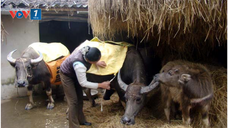 Hướng dẫn cách phòng chống rét cho gia súc, gia cầm, vật nuôi (9/1/2019)