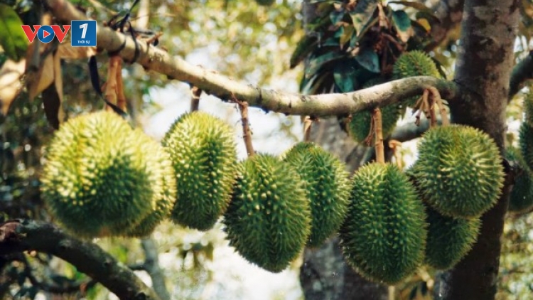 Phát triển cây ăn trái để không phải giải cứu (10/1/2019)