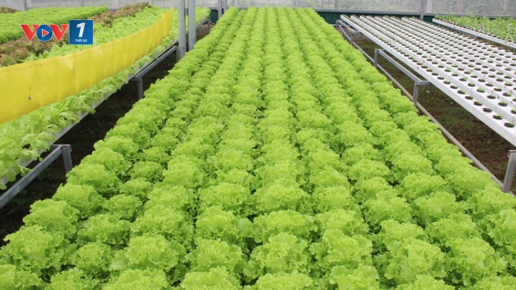 Dự án khởi nghiệp rau thủy canh Hi Green Farm (6/1/2019)