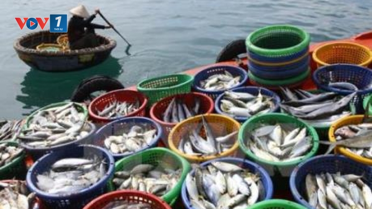 Tiền Giang: Còn nhiều khó khăn khi thực thi Luật Thủy sản (28/10/2019)