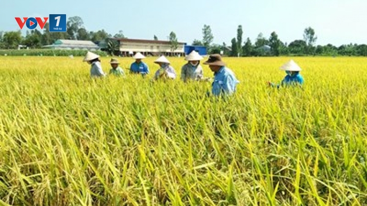 Nâng cao hiệu quả sản xuất lúa hàng hóa (4/10/2019)