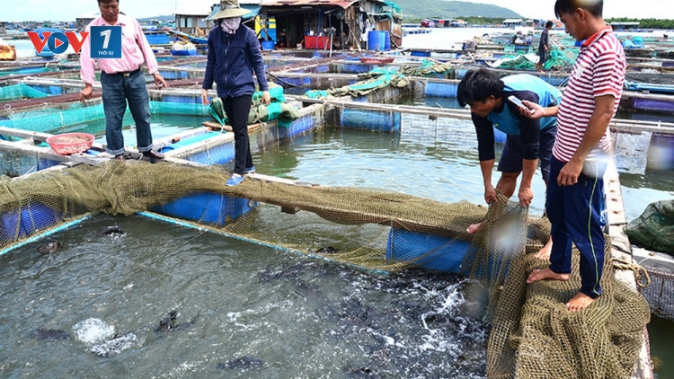 Tiềm năng nuôi thủy hải sản trên biển của Việt Nam (14/10/2019)