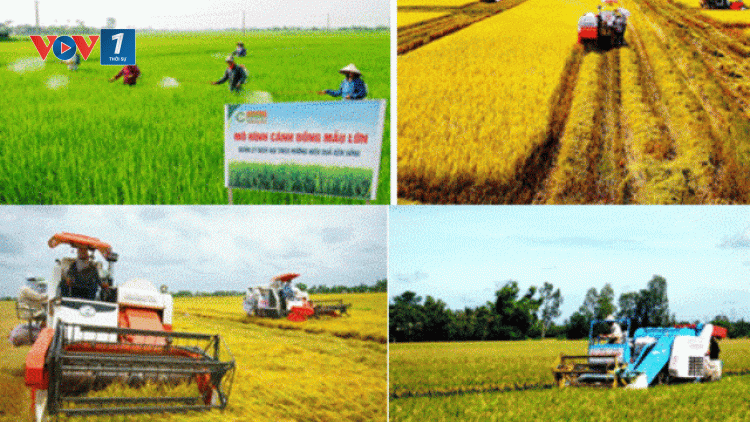 Nông thôn mới Tiền Giang và bài toán về liên kết sản xuất (9/10/2019)