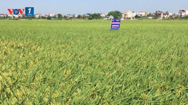 Mô hình trồng lúa hữu cơ ở xã Đồng Phú, huyện Chương Mỹ - Hà Nội (14/10/2019)