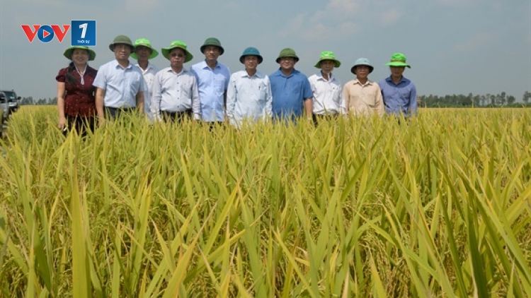 Mùa vàng ở Thái Bình (19/10/2019)