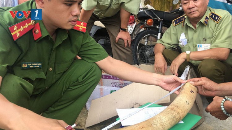 Bình Định: Phát hiện gần 18kg nghi ngà voi vận chuyển trái phép (18/10/2019)