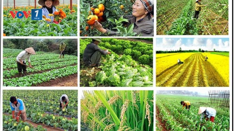 Nông nghiệp công nghiệp - xu hướng thích ứng với biến đổi khí hậu (23/10/2019)