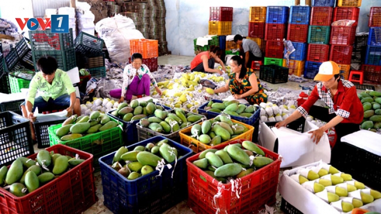 Cần giảm tổn thất sau thu hoạch để thúc đẩy xuất khẩu nông sản (29/10/2019)