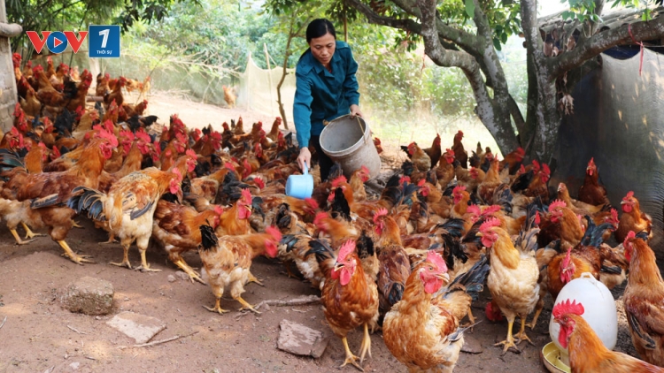 Đẩy mạnh chăn nuôi gia cầm, đảm bảo nguồn cung (9/11/2019)