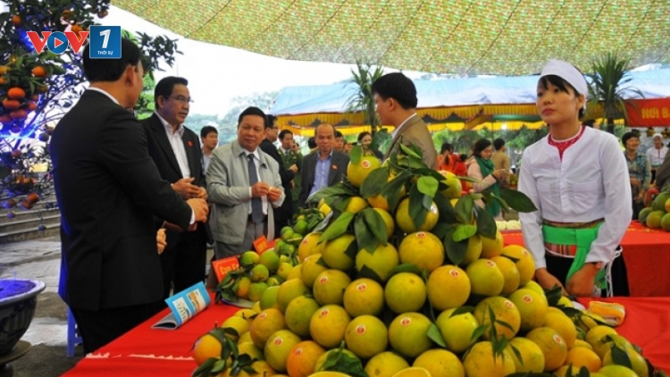 Phát triển cây ăn quả có múi tại các tỉnh Bắc Trung Bộ (21/11/2019)