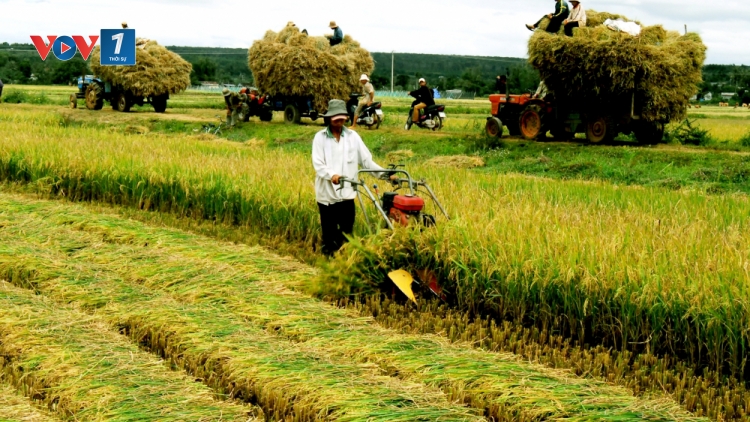 Nắm giữ những cơ hội vàng cho nông nghiệp Việt (28/11/2019)