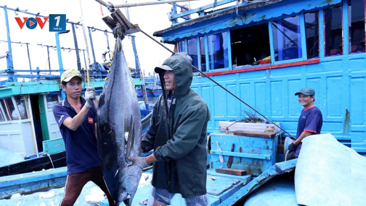 Hải Phòng nỗ lực tháo gỡ “thẻ vàng” của Ủy ban Châu Âu (1/11/2019)