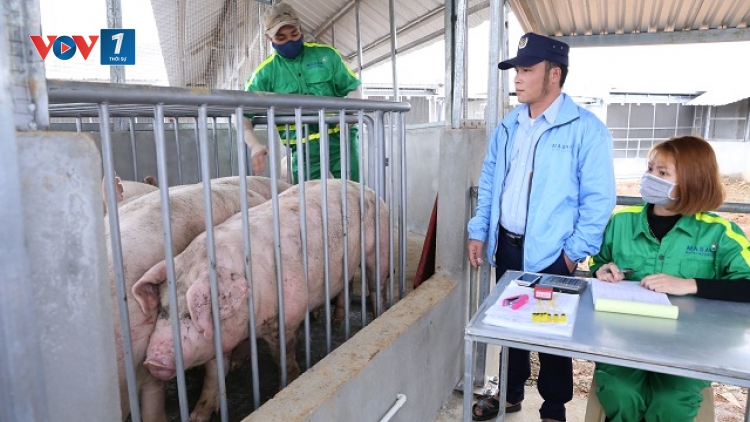Tăng cường kiểm soát buôn lợn qua biên giới, bình ổn thị trường trong nước (26/11/2019)