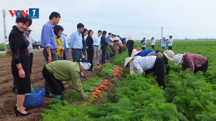 Liên kết sản xuất và tiêu thụ sản phẩm cây vụ đông vùng Đồng bằng sông Hồng (7/12/2019)