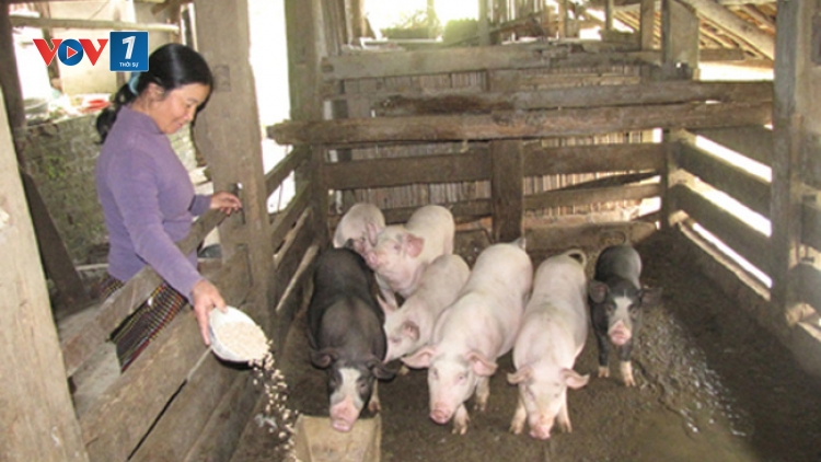 Bài 2: Chăn nuôi nhỏ lẻ - vì sao không hiệu quả? trong loạt bài " Chăn nuôi nhỏ lẻ - Bỏ thì thương, vương thì nợ" (18/12/2019)