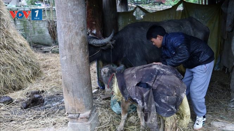 Chủ động phòng chống đói, rét cho gia súc (10/12/2019)