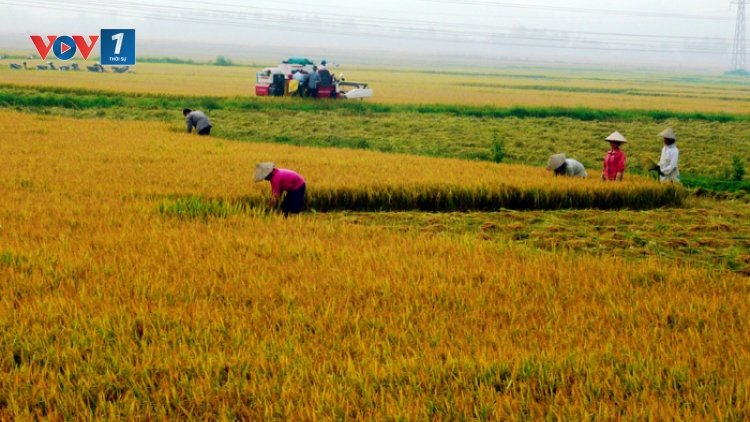 Phát triển lúa gạo chất lượng, đặc sản miền núi phía Bắc (2/12/2019)