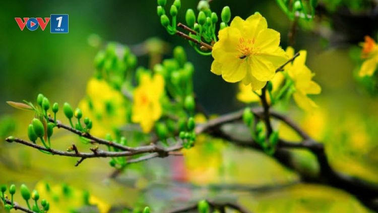 Chương trình Tết Kỷ Hợi 2019: Hào khí Lạc Hồng-Khơi nguồn cảm hứng. <br> Điểm báo Xuân (5/2/2019)