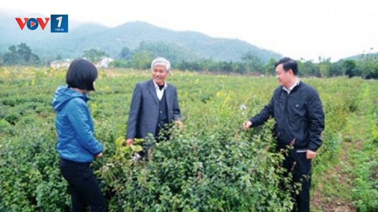 Khai thác nguồn tài nguyên dược liệu Việt Nam - Cần đẩy mạnh liên kết nhà khoa học, doanh nghiệp (30/3/2019)