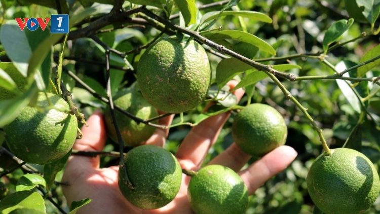 Dự án Hợp tác xã Chanh Green Nam Kim, Nam Đàn, Nghệ An (14/4/2019)