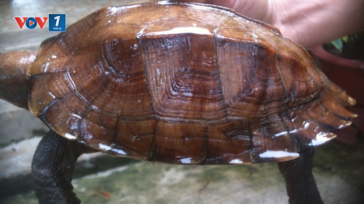 Quản lý thị trường Hòa Bình phát hiện đối tượng vận chuyển rùa Sa Nhân thuộc loài nguy cấp, quý, hiếm đi tiêu thụ (19/4/2019)