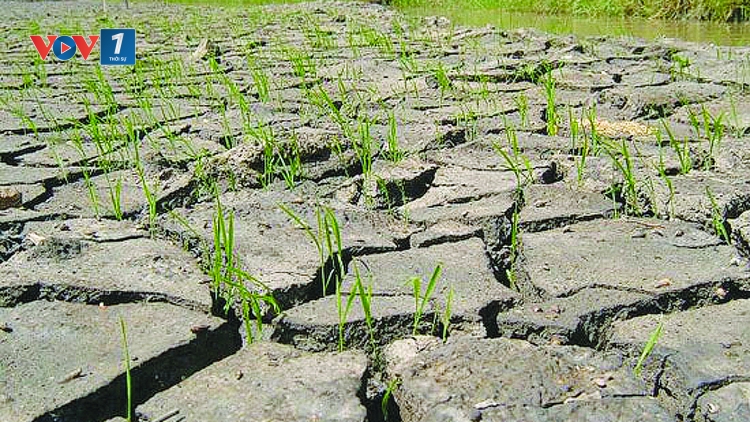Ứng phó biến đổi khí hậu: Địa phương cần chủ động lịch mùa vụ (16/5/2019)