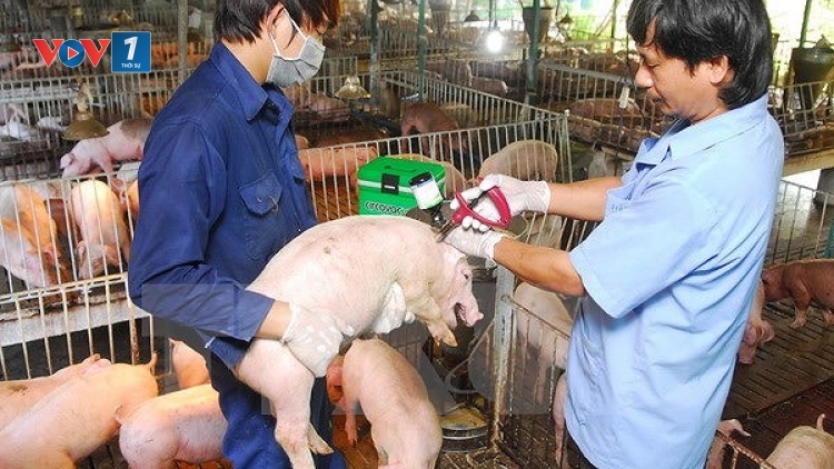 Thực trạng việc phòng chống bệnh dịch tả lợn châu Phi ở Bắc Giang (14/5/2019)