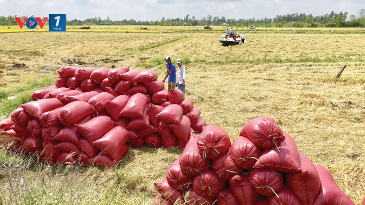 Lúa gạo chất lượng cao - hướng đi tất yếu trong hội nhập (7/5/2019)