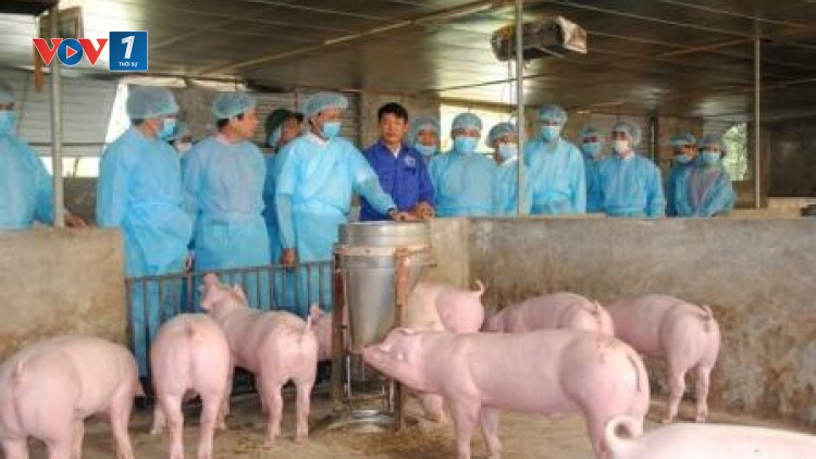 Giải pháp ngăn ngừa dịch tả lợn Châu Phi (17/5/2019)