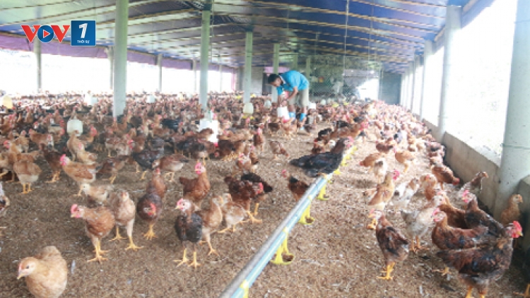 Làm sao để ngành chăn nuôi gia cầm nắm bắt được cơ hội phát triển bền vững? (9/5/2019)