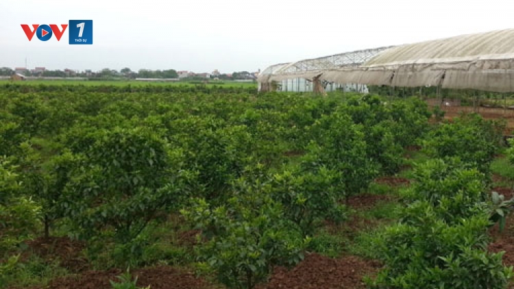 Chuyển đổi cây trồng vật nuôi: Không để tình trạng “Đầu voi đuôi chuột” (24/5/2019)