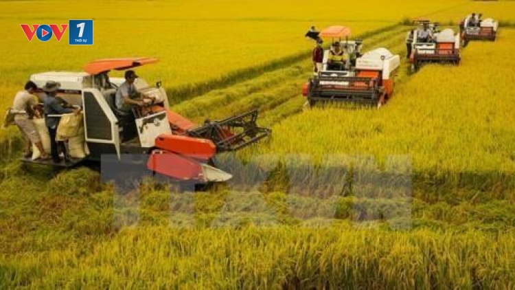 Đồng bằng sông Cửu Long: Phát triển nông thôn mới bền vững (20/6/2019)