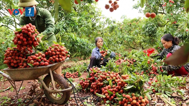 Vụ vải thiều 2019 chất lượng quả cao hơn năm ngoái (1/6/2019)