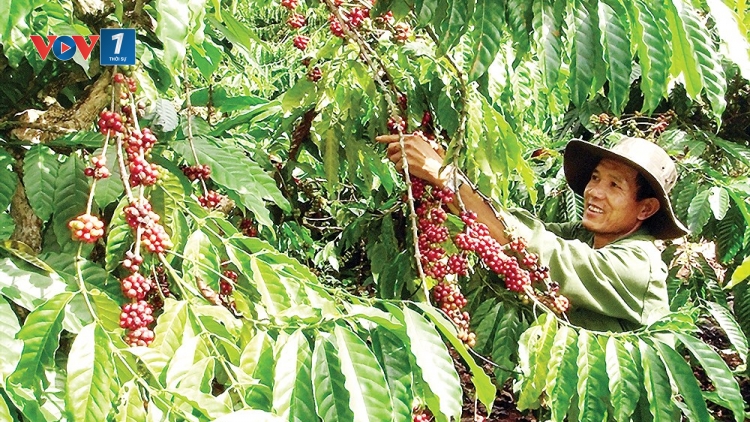 Tái canh đúng cách để ngành cà phê phát triển bền vững (6/6/2019)